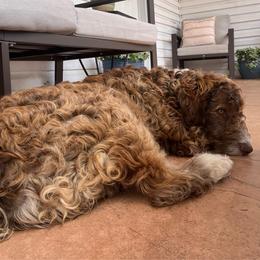 Boy 3 - Red male Aussiedoodle puppy in Alabama from SBA Aussies