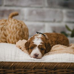 Brown Collar Lyric - Parti male Goldendoodle puppy in Newport Beach, California from High Desert Doodles