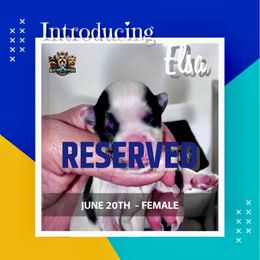 RESERVED - Black tan and white female Biewer Terrier puppy in Asheville, North Carolina from Blue Ridge Mountain Puppies