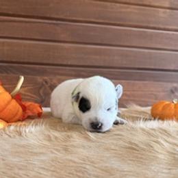 Boy 1 - male Australian Cattle Dog puppy in Nevada, Missouri from Back Road Dog Company, LLC
