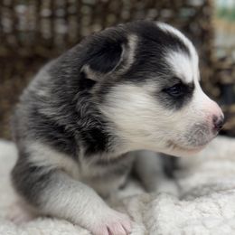 Aries - Black and white Siberian Husky puppy in Columbus, Nebraska from Happy Howlin' Smokey Mountain Huskies