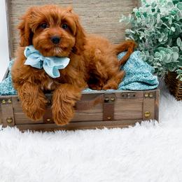 Cavapoo puppies from Doodle Babies