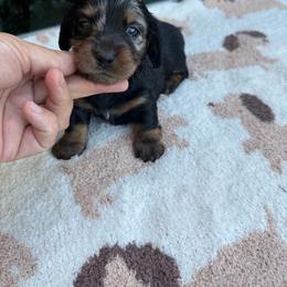 Black and tan longhair female with spot on head - Black and tan female Dachshund puppy in California from Sweetheart Labradors & Mini Dachshunds