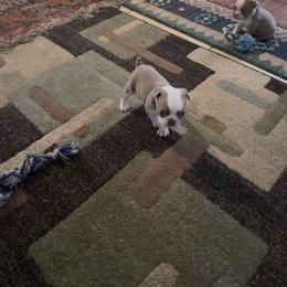 Lola (gold collar) - Lilac female Boston Terrier puppy in Red Rock, Arizona from Knucklez Kids