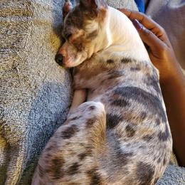 Chihuahua puppies from Maldonado Pet Life Breeder LLC.