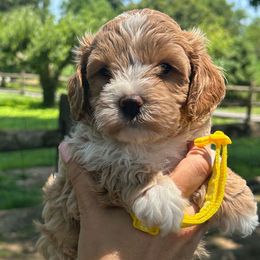 Sweet Girl - female Cavapoochon puppy in Clementon, New Jersey from PitterPatterPuppiesNJ