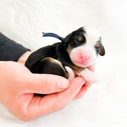 Bernedoodle, Goldendoodle, and Poodle Puppies from Teddy Doodles & Standard Poodles