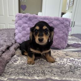 William - Black and cream male Dachshund puppy in Rochester Hills, Michigan from Holiday Dachshunds