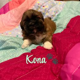 Kona - Sable male Shih Tzu puppy in Pearland, Texas from Pup Paw-lace