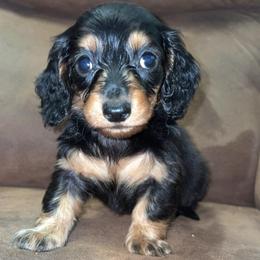 Georgette - Black and tan female Dachshund puppy in Goldthwaite, Texas from Mini Mama Dachshunds