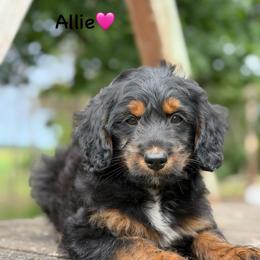 Allie - Black phantom female Aussiedoodle puppy in Lancaster, Minnesota from Finney Ranch