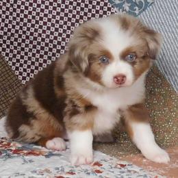 Spirit - Red merle male Toy Australian Shepherd puppy in Okeana, Ohio from Fetching Toy Aussies