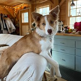 Border Collie Puppies from Lil Maine Border Collies