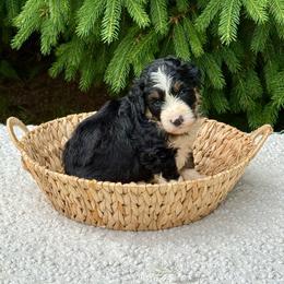 Vaughn - Tri-color male Bernedoodle puppy in Bremen, Indiana from Farmland Doodles