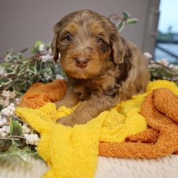 Malibu - Chocolate merle female Bernedoodle puppy in Fort Myers, Florida from Little Golden Farm
