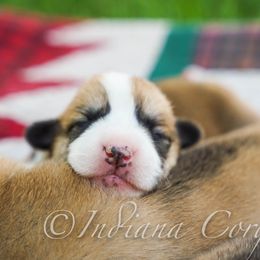 Pembroke Welsh Corgi Puppies from Indiana Corgis LLC