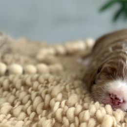 Goldendoodles from H&L GoldenDoodles