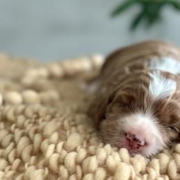 Goldendoodles from H&L GoldenDoodles