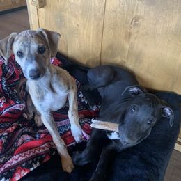 Whippet Puppies from Jody Eller's Whippets