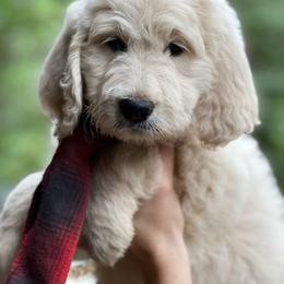 Goldendoodle Puppies from Penny Lane’s Doodles