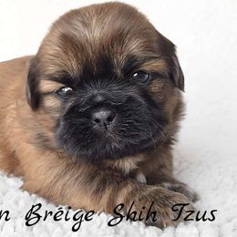 WINNIE - ADOPTED! - Red female Shih Tzu puppy in Middle Grove, New York from Beirin Breige Shih Tzus