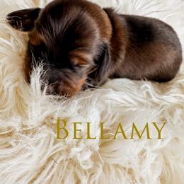 Dachshund Puppies from Itty Bitty Dachshunds