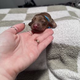 Basset Hound and Dachshund Puppies from The Gorman Hounds