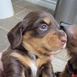 Boy 1 - Chocolate and tan male Dachshund puppy in Paradise, Texas from C and J Minis