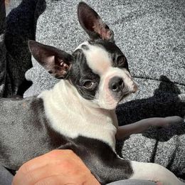 Raven - Boston Terrier