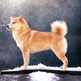 Miyazaki - Shiba Inu