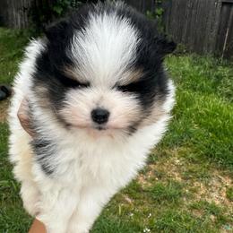 Oreo - Tri-colored male Pomeranian puppy in Antelope, California from California Pom Paradise
