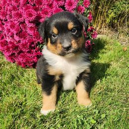 Micky - Black tri male Miniature Australian Shepherd puppy in Sandown, New Hampshire from Ashby Lou Aussies
