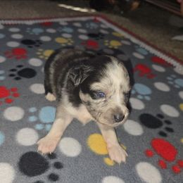 Dancer - Blue merle female Miniature Australian Shepherd puppy in Arlington, Texas from CopperHead Aussies