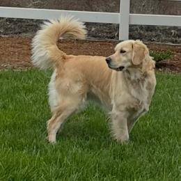 Gigi - Golden Retriever