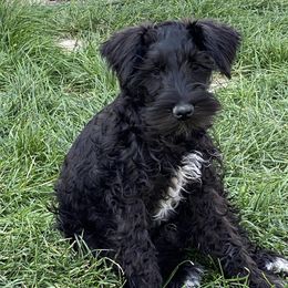 Miniature Schnauzer Puppies from Shadow River Schnauzers