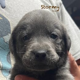 Stormy - Dilute Retriever puppy from Chickentown Labradors
