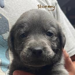 Stormy - Dilute Retriever puppy from Chickentown Labradors