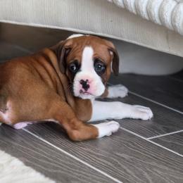 Cane - Fawn male Boxer puppy in Howey In The Hills, Florida from Bayla Belle & Blossom's Boxers