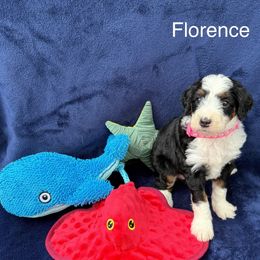 Florence - Tri-color female Bernedoodle puppy in Katy, Texas from Tails of Cypress