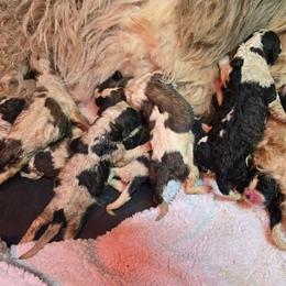 Girl 2 - Brown and white female Saint Berdoodle puppy in Castle Rock, Washington from PNW Saint Berdoodles