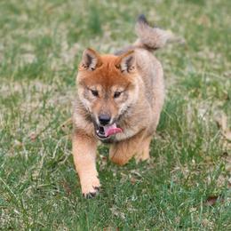 Blue Collar - Red sesame female Shikoku Ken puppy in Pennsylvania from Aoiyama Sou Shikoku Kennel