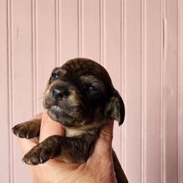 Carrie - Cream female Dachshund puppy in El Paso, Texas from Mells Weenies