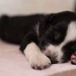 Miniature Australian Shepherd Puppies from Garay Mini Aussies