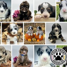 Bernedoodles and Sheepadoodles from Four Front Doodles & Friends
