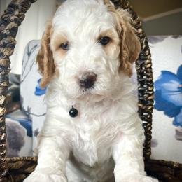 Black - Parti male Goldendoodle puppy in Helena Valley Northeast, Montana from Joy Meadows Goldendoodles