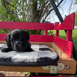 Shamus - Black male Whoodle puppy in Rising Sun, Indiana from Ruby Lane Doodles
