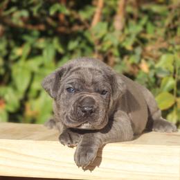 Green collar - Gray male Cane Corso puppy in Caliente, California from Rafter Cross 7