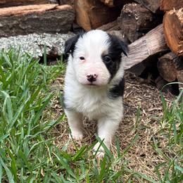 Don Diego - Black and white male Border Collie puppy in Mckinney, Texas from Border Collies of Ruidoso