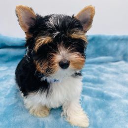 Houston-2850 - Black tan and white male Biewer Terrier puppy in Douglas, Georgia from Heartland small breeds