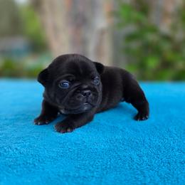 White boy - Brindle male French Bulldog puppy in Polk City, Florida from Best Friend Frenchies, LLC